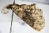  ( - BC ZSM Lep 88254)  @12 [ ] CreativeCommons - Attribution Non-Commercial Share-Alike (2015) Axel Hausmann/Bavarian State Collection of Zoology (ZSM) SNSB, Zoologische Staatssammlung Muenchen