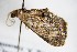  ( - BC ZSM Lep 88256)  @12 [ ] CreativeCommons - Attribution Non-Commercial Share-Alike (2015) Axel Hausmann/Bavarian State Collection of Zoology (ZSM) SNSB, Zoologische Staatssammlung Muenchen