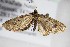  (Eupithecia BOLD:ACW6101 - BC ZSM Lep 88258)  @14 [ ] CreativeCommons - Attribution Non-Commercial Share-Alike (2015) Axel Hausmann/Bavarian State Collection of Zoology (ZSM) SNSB, Zoologische Staatssammlung Muenchen