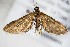  (Eupithecia BOLD:ACW6790 - BC ZSM Lep 88261)  @14 [ ] CreativeCommons - Attribution Non-Commercial Share-Alike (2015) Axel Hausmann/Bavarian State Collection of Zoology (ZSM) SNSB, Zoologische Staatssammlung Muenchen