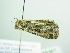  ( - BC ZSM Lep 88367)  @12 [ ] CreativeCommons - Attribution Non-Commercial Share-Alike (2015) Axel Hausmann/Bavarian State Collection of Zoology (ZSM) SNSB, Zoologische Staatssammlung Muenchen