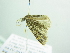  (Piercia BOLD:ACW7782 - BC ZSM Lep 88389)  @13 [ ] CreativeCommons - Attribution Non-Commercial Share-Alike (2015) Axel Hausmann/Bavarian State Collection of Zoology (ZSM) SNSB, Zoologische Staatssammlung Muenchen