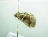  ( - BC ZSM Lep 88392)  @12 [ ] CreativeCommons - Attribution Non-Commercial Share-Alike (2015) Axel Hausmann/Bavarian State Collection of Zoology (ZSM) SNSB, Zoologische Staatssammlung Muenchen
