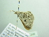  ( - BC ZSM Lep 88395)  @13 [ ] CreativeCommons - Attribution Non-Commercial Share-Alike (2015) Axel Hausmann/Bavarian State Collection of Zoology (ZSM) SNSB, Zoologische Staatssammlung Muenchen