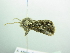  ( - BC ZSM Lep 88396)  @12 [ ] CreativeCommons - Attribution Non-Commercial Share-Alike (2015) Axel Hausmann/Bavarian State Collection of Zoology (ZSM) SNSB, Zoologische Staatssammlung Muenchen