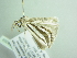  (Pseudomaenas margarita - BC ZSM Lep 88398)  @14 [ ] CreativeCommons - Attribution Non-Commercial Share-Alike (2015) Axel Hausmann/Bavarian State Collection of Zoology (ZSM) SNSB, Zoologische Staatssammlung Muenchen