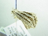  ( - BC ZSM Lep 88421)  @13 [ ] CreativeCommons - Attribution Non-Commercial Share-Alike (2015) Axel Hausmann/Bavarian State Collection of Zoology (ZSM) SNSB, Zoologische Staatssammlung Muenchen