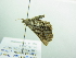  ( - BC ZSM Lep 88424)  @12 [ ] CreativeCommons - Attribution Non-Commercial Share-Alike (2015) Axel Hausmann/Bavarian State Collection of Zoology (ZSM) SNSB, Zoologische Staatssammlung Muenchen