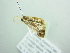  ( - BC ZSM Lep 88464)  @12 [ ] CreativeCommons - Attribution Non-Commercial Share-Alike (2015) Axel Hausmann/Bavarian State Collection of Zoology (ZSM) SNSB, Zoologische Staatssammlung Muenchen