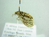  ( - BC ZSM Lep 88467)  @13 [ ] CreativeCommons - Attribution Non-Commercial Share-Alike (2015) Axel Hausmann/Bavarian State Collection of Zoology (ZSM) SNSB, Zoologische Staatssammlung Muenchen