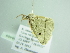  ( - BC ZSM Lep 88469)  @14 [ ] CreativeCommons - Attribution Non-Commercial Share-Alike (2015) Axel Hausmann/Bavarian State Collection of Zoology (ZSM) SNSB, Zoologische Staatssammlung Muenchen
