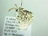  ( - BC ZSM Lep 88472)  @12 [ ] CreativeCommons - Attribution Non-Commercial Share-Alike (2015) Axel Hausmann/Bavarian State Collection of Zoology (ZSM) SNSB, Zoologische Staatssammlung Muenchen