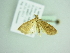  ( - BC ZSM Lep 88484)  @13 [ ] CreativeCommons - Attribution Non-Commercial Share-Alike (2015) Axel Hausmann/Bavarian State Collection of Zoology (ZSM) SNSB, Zoologische Staatssammlung Muenchen