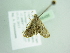 ( - BC ZSM Lep 88486)  @12 [ ] CreativeCommons - Attribution Non-Commercial Share-Alike (2015) Axel Hausmann/Bavarian State Collection of Zoology (ZSM) SNSB, Zoologische Staatssammlung Muenchen