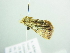  ( - BC ZSM Lep 88542)  @13 [ ] CreativeCommons - Attribution Non-Commercial Share-Alike (2015) Axel Hausmann/Bavarian State Collection of Zoology (ZSM) SNSB, Zoologische Staatssammlung Muenchen