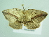  ( - BC ZSM Lep 88551)  @12 [ ] CreativeCommons - Attribution Non-Commercial Share-Alike (2015) Axel Hausmann/Bavarian State Collection of Zoology (ZSM) SNSB, Zoologische Staatssammlung Muenchen