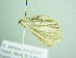  ( - BC ZSM Lep 88556)  @12 [ ] CreativeCommons - Attribution Non-Commercial Share-Alike (2015) Axel Hausmann/Bavarian State Collection of Zoology (ZSM) SNSB, Zoologische Staatssammlung Muenchen