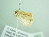  ( - BC ZSM Lep 88563)  @12 [ ] CreativeCommons - Attribution Non-Commercial Share-Alike (2015) Axel Hausmann/Bavarian State Collection of Zoology (ZSM) SNSB, Zoologische Staatssammlung Muenchen
