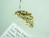  ( - BC ZSM Lep 88564)  @13 [ ] CreativeCommons - Attribution Non-Commercial Share-Alike (2015) Axel Hausmann/Bavarian State Collection of Zoology (ZSM) SNSB, Zoologische Staatssammlung Muenchen