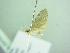  (Eupithecia BOLD:ACW6591 - BC ZSM Lep 88597)  @13 [ ] CreativeCommons - Attribution Non-Commercial Share-Alike (2015) Axel Hausmann/Bavarian State Collection of Zoology (ZSM) SNSB, Zoologische Staatssammlung Muenchen