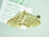  (Asthenotricha BOLD:ACW6218 - BC ZSM Lep 88599)  @13 [ ] CreativeCommons - Attribution Non-Commercial Share-Alike (2015) Axel Hausmann/Bavarian State Collection of Zoology (ZSM) SNSB, Zoologische Staatssammlung Muenchen