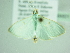  ( - BC ZSM Lep 88601)  @12 [ ] CreativeCommons - Attribution Non-Commercial Share-Alike (2015) Axel Hausmann/Bavarian State Collection of Zoology (ZSM) SNSB, Zoologische Staatssammlung Muenchen