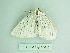  ( - BC ZSM Lep 88648)  @13 [ ] CreativeCommons - Attribution Non-Commercial Share-Alike (2015) Axel Hausmann/Bavarian State Collection of Zoology (ZSM) SNSB, Zoologische Staatssammlung Muenchen