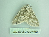  ( - BC ZSM Lep 88652)  @13 [ ] CreativeCommons - Attribution Non-Commercial Share-Alike (2015) Axel Hausmann/Bavarian State Collection of Zoology (ZSM) SNSB, Zoologische Staatssammlung Muenchen