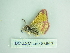  ( - BC ZSM Lep 88660)  @11 [ ] CreativeCommons - Attribution Non-Commercial Share-Alike (2015) Axel Hausmann/Bavarian State Collection of Zoology (ZSM) SNSB, Zoologische Staatssammlung Muenchen