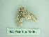  ( - BC ZSM Lep 88665)  @12 [ ] CreativeCommons - Attribution Non-Commercial Share-Alike (2015) Axel Hausmann/Bavarian State Collection of Zoology (ZSM) SNSB, Zoologische Staatssammlung Muenchen
