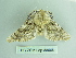  ( - BC ZSM Lep 88668)  @13 [ ] CreativeCommons - Attribution Non-Commercial Share-Alike (2015) Axel Hausmann/Bavarian State Collection of Zoology (ZSM) SNSB, Zoologische Staatssammlung Muenchen
