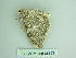  ( - BC ZSM Lep 88678)  @12 [ ] CreativeCommons - Attribution Non-Commercial Share-Alike (2015) Axel Hausmann/Bavarian State Collection of Zoology (ZSM) SNSB, Zoologische Staatssammlung Muenchen