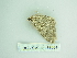  ( - BC ZSM Lep 88681)  @12 [ ] CreativeCommons - Attribution Non-Commercial Share-Alike (2015) Axel Hausmann/Bavarian State Collection of Zoology (ZSM) SNSB, Zoologische Staatssammlung Muenchen