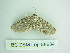  ( - BC ZSM Lep 88684)  @12 [ ] CreativeCommons - Attribution Non-Commercial Share-Alike (2015) Axel Hausmann/Bavarian State Collection of Zoology (ZSM) SNSB, Zoologische Staatssammlung Muenchen