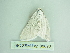  ( - BC ZSM Lep 88693)  @11 [ ] CreativeCommons - Attribution Non-Commercial Share-Alike (2015) Axel Hausmann/Bavarian State Collection of Zoology (ZSM) SNSB, Zoologische Staatssammlung Muenchen
