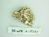  ( - BC ZSM Lep 88697)  @12 [ ] CreativeCommons - Attribution Non-Commercial Share-Alike (2015) Axel Hausmann/Bavarian State Collection of Zoology (ZSM) SNSB, Zoologische Staatssammlung Muenchen