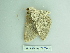  ( - BC ZSM Lep 88704)  @13 [ ] CreativeCommons - Attribution Non-Commercial Share-Alike (2015) Axel Hausmann/Bavarian State Collection of Zoology (ZSM) SNSB, Zoologische Staatssammlung Muenchen