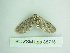  ( - BC ZSM Lep 88716)  @12 [ ] CreativeCommons - Attribution Non-Commercial Share-Alike (2015) Axel Hausmann/Bavarian State Collection of Zoology (ZSM) SNSB, Zoologische Staatssammlung Muenchen