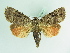  ( - BC ZSM Lep 88719)  @11 [ ] CreativeCommons - Attribution Non-Commercial Share-Alike (2015) Axel Hausmann/Bavarian State Collection of Zoology (ZSM) SNSB, Zoologische Staatssammlung Muenchen