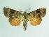  ( - BC ZSM Lep 88721)  @11 [ ] CreativeCommons - Attribution Non-Commercial Share-Alike (2015) Axel Hausmann/Bavarian State Collection of Zoology (ZSM) SNSB, Zoologische Staatssammlung Muenchen