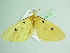  ( - BC ZSM Lep 88752)  @13 [ ] CreativeCommons - Attribution Non-Commercial Share-Alike (2015) Axel Hausmann/Bavarian State Collection of Zoology (ZSM) SNSB, Zoologische Staatssammlung Muenchen