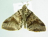  ( - BC ZSM Lep 88760)  @13 [ ] CreativeCommons - Attribution Non-Commercial Share-Alike (2015) Axel Hausmann/Bavarian State Collection of Zoology (ZSM) SNSB, Zoologische Staatssammlung Muenchen