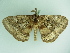  ( - BC ZSM Lep 88762)  @13 [ ] CreativeCommons - Attribution Non-Commercial Share-Alike (2015) Axel Hausmann/Bavarian State Collection of Zoology (ZSM) SNSB, Zoologische Staatssammlung Muenchen