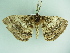  ( - BC ZSM Lep 88764)  @13 [ ] CreativeCommons - Attribution Non-Commercial Share-Alike (2015) Axel Hausmann/Bavarian State Collection of Zoology (ZSM) SNSB, Zoologische Staatssammlung Muenchen