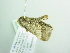  ( - BC ZSM Lep 88766)  @12 [ ] CreativeCommons - Attribution Non-Commercial Share-Alike (2015) Axel Hausmann/Bavarian State Collection of Zoology (ZSM) SNSB, Zoologische Staatssammlung Muenchen