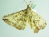  ( - BC ZSM Lep 88783)  @13 [ ] CreativeCommons - Attribution Non-Commercial Share-Alike (2015) Axel Hausmann/Bavarian State Collection of Zoology (ZSM) SNSB, Zoologische Staatssammlung Muenchen