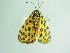  ( - BC ZSM Lep 88786)  @11 [ ] CreativeCommons - Attribution Non-Commercial Share-Alike (2015) Axel Hausmann/Bavarian State Collection of Zoology (ZSM) SNSB, Zoologische Staatssammlung Muenchen