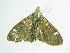  ( - BC ZSM Lep 88795)  @12 [ ] CreativeCommons - Attribution Non-Commercial Share-Alike (2015) Axel Hausmann/Bavarian State Collection of Zoology (ZSM) SNSB, Zoologische Staatssammlung Muenchen