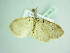  (Secusio pustularia - BC ZSM Lep 88812)  @12 [ ] CreativeCommons - Attribution Non-Commercial Share-Alike (2015) Axel Hausmann/Bavarian State Collection of Zoology (ZSM) SNSB, Zoologische Staatssammlung Muenchen