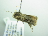  ( - BC ZSM Lep 88828)  @12 [ ] CreativeCommons - Attribution Non-Commercial Share-Alike (2015) Axel Hausmann/Bavarian State Collection of Zoology (ZSM) SNSB, Zoologische Staatssammlung Muenchen
